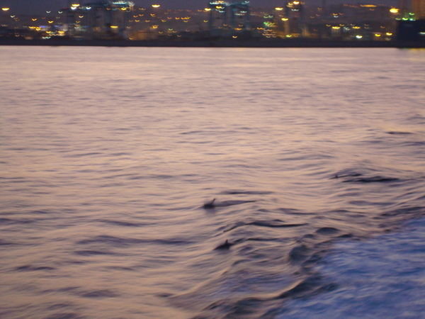 dolphins at the port