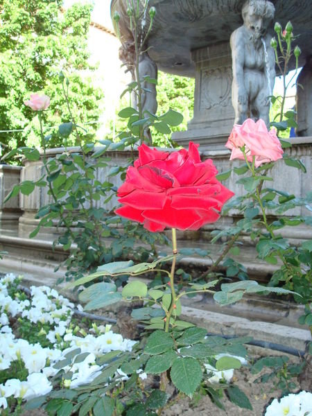 a rose and a statue