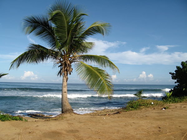 Palm tree in Aguadilla