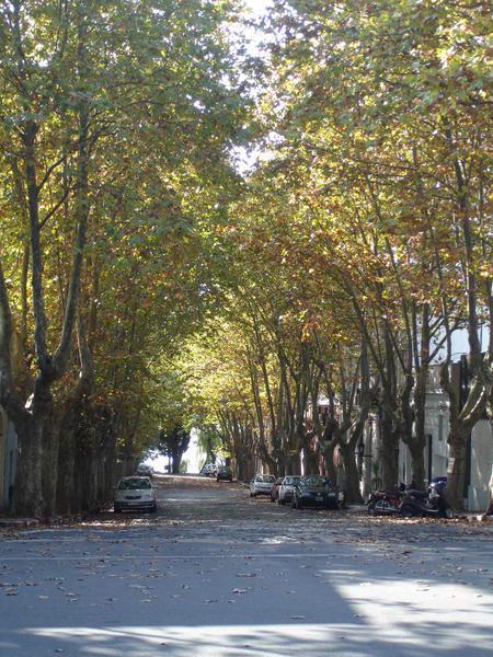 Another Tree lined street in Autumn