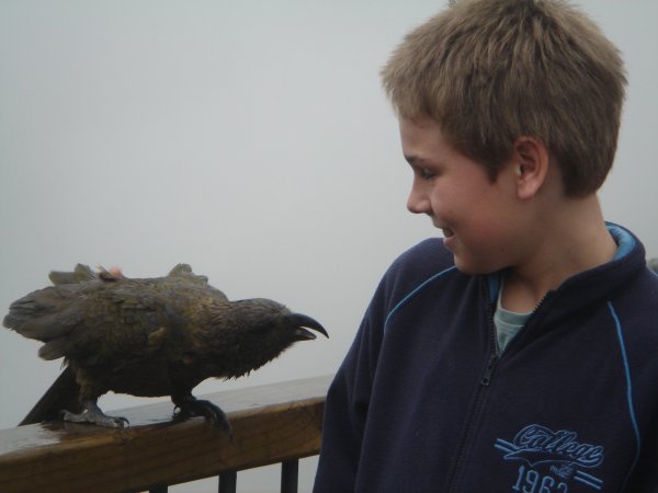 Mark and the Kea get friendly