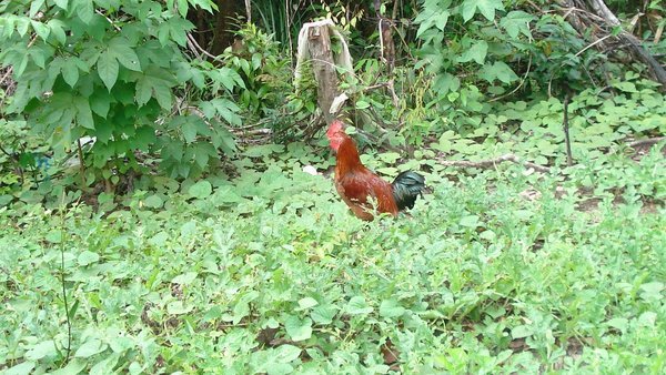 Live Canaima Chicken