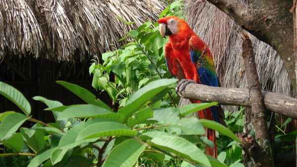 Canaima National Park - Parrot