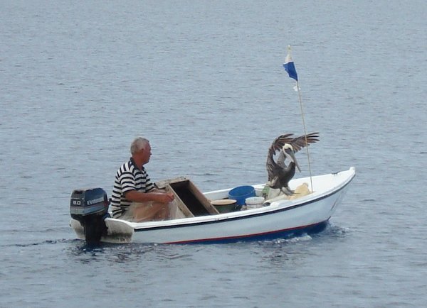 Fisherman with Pelican