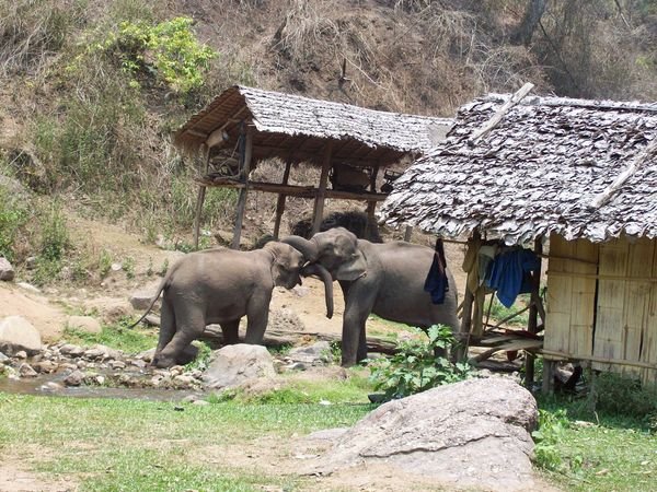 Elephants in love!