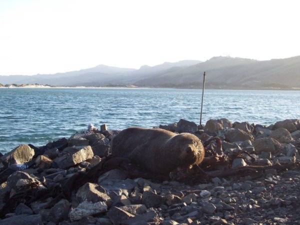 Seal on the Otago Peninsular