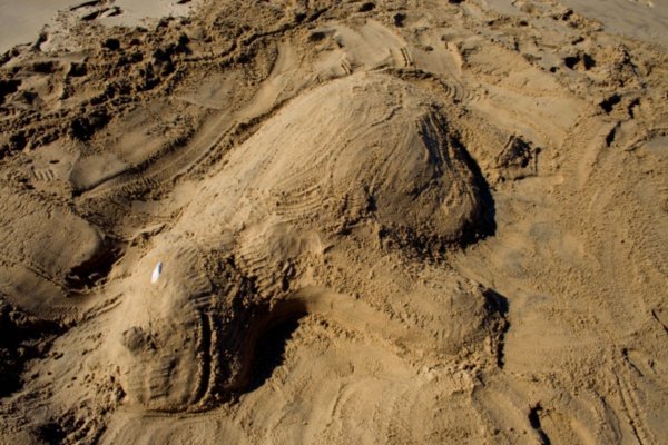 Sand Hippo