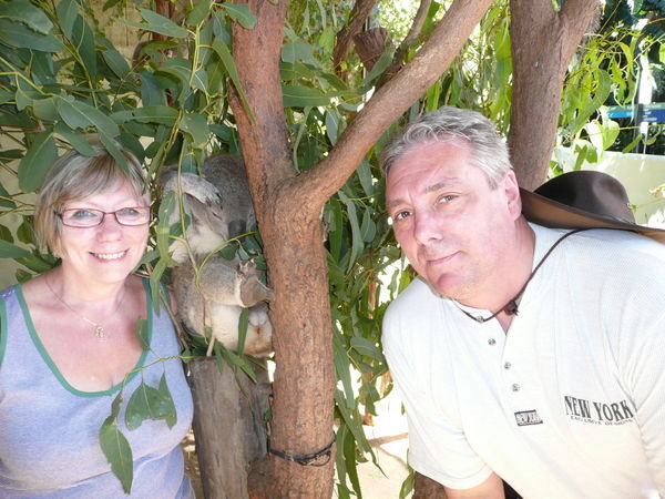 koalas and us at Taronga Zoo