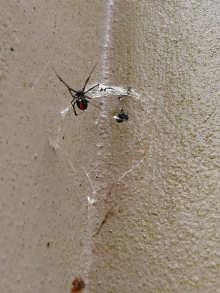 spider!
