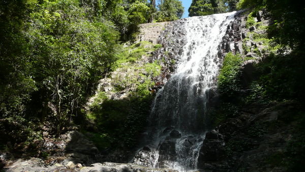 Rainforest/waterfall