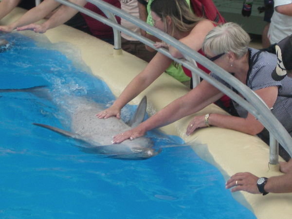 Me tickling dolphin's tummy