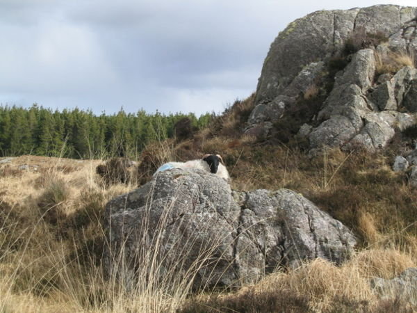 Connemara sheep