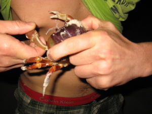 Some jackass putting a crab on his nipple ring!