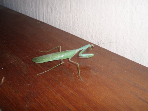 Preying Mantis!