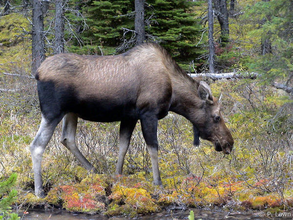 Mother Moose Foraging by the Stream
