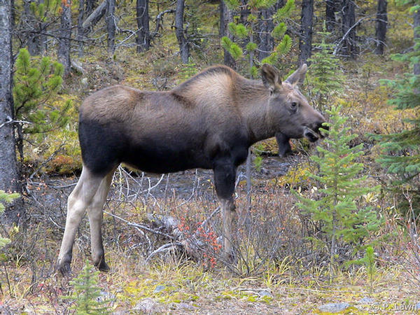 Baby Moose Samples a Sapling
