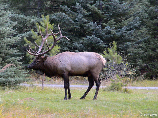 Another Look at Mr Bull Elk, Lord of the Campground