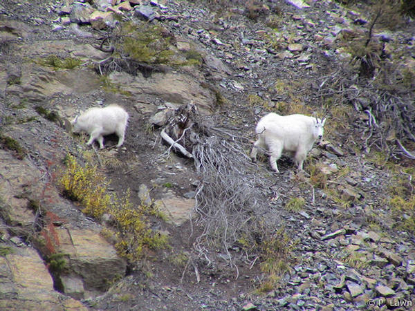 Mountain Goats Balancing Along the Scree Slopes