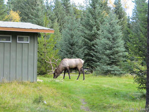 Mr Bull Elk Guarding the Toilet Complex