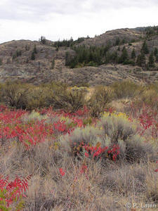 Another View of Osoyoos's Arid Landscape