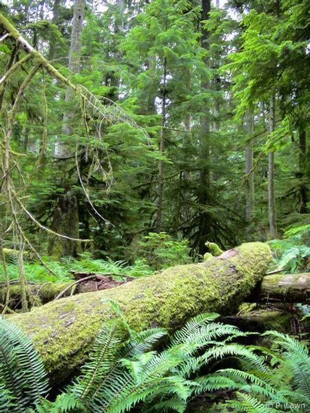 Mossy Cathedral Grove