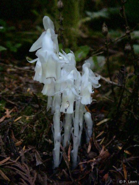 Indian Pipe