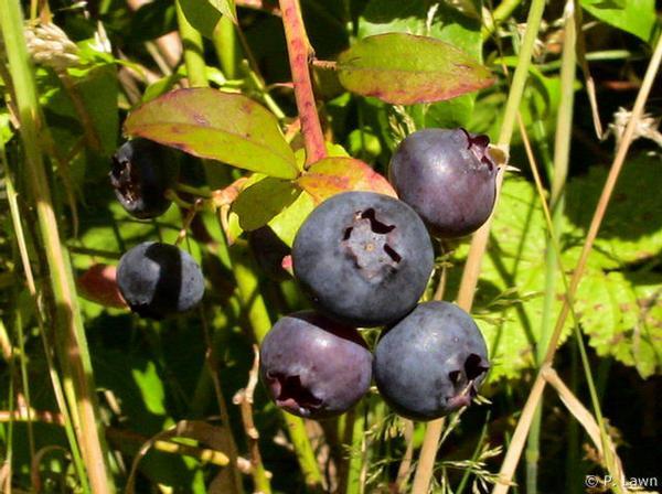 Mmm, More Blueberries