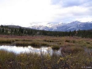 Cottonwood Slough - Favourite Moose Stomping Ground