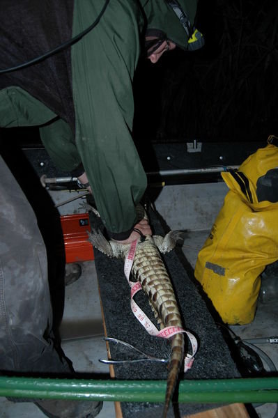 Measuring the first croc of the night