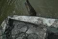 Catching Crocs on a muddy Deck