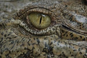Eye of the Croc