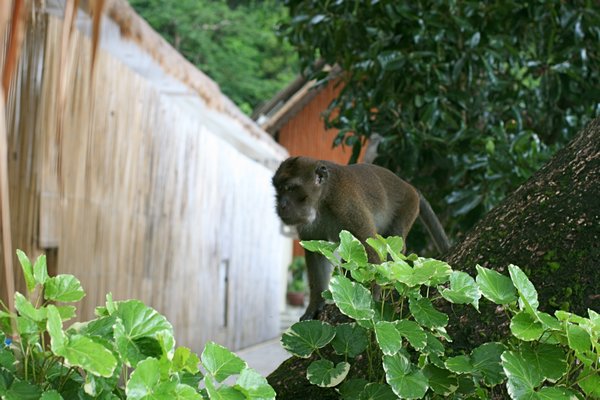Monkey Robber