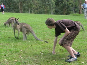 Getting close to the kangaroos