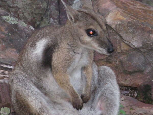 A kangaroo in the wild