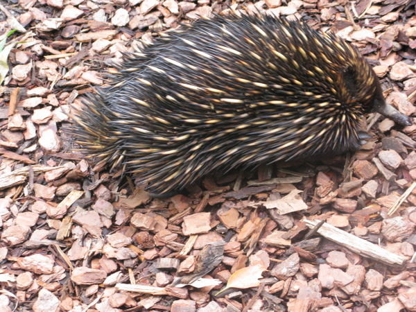 An Echidna...new animal for us!