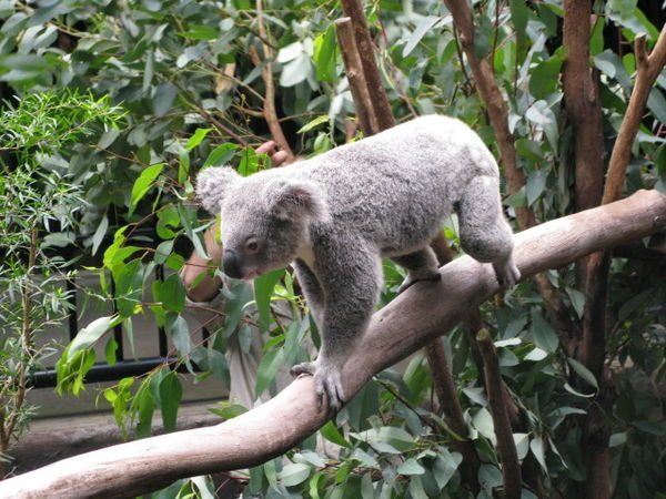 Finally a Koala bear...cutest ever!