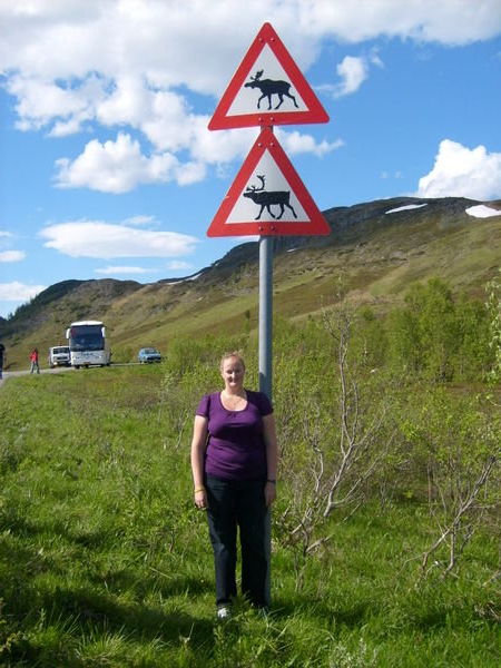 Reindeer and Moosse beware signs