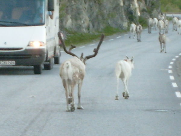 My 1st glimpse at a Reindeer