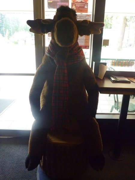 The welcoming Moose at the Blue Moose Cafe