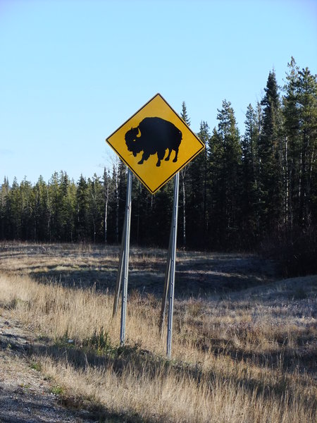 I saw this sign and thought Bull's were gonna be along the road