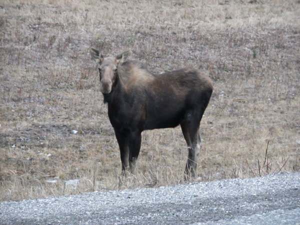 A female moose
