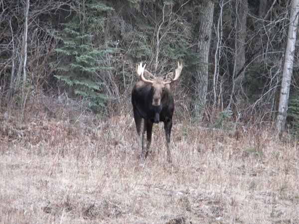 And a male moose