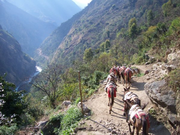 Donkeys on trek