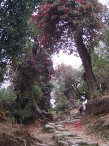 Rhodondendron Forest