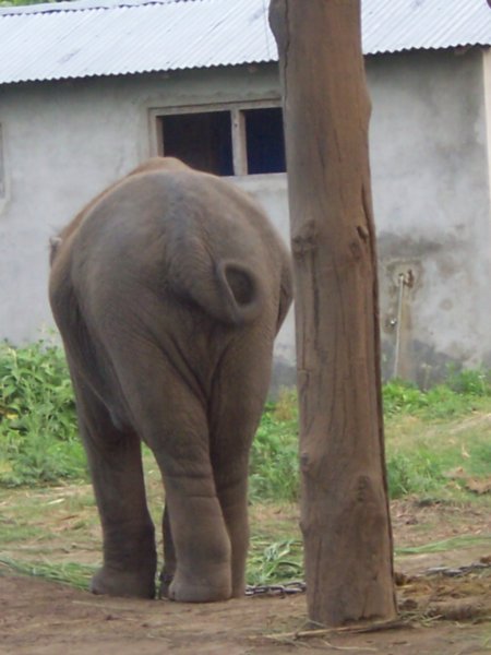 Baby elephant at Chitwan
