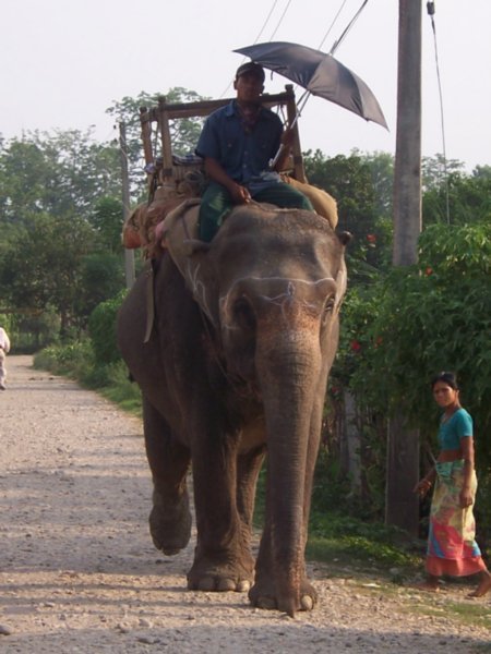 Walking his elephant home