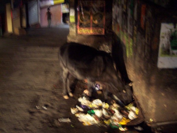 Cows caught in the act of eating rubbish at night!
