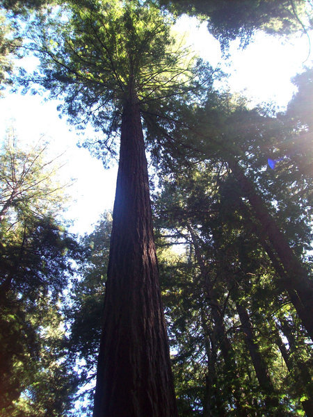 Muir Woods