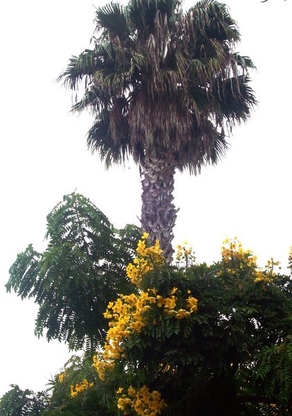 palmtree with colorful flowers