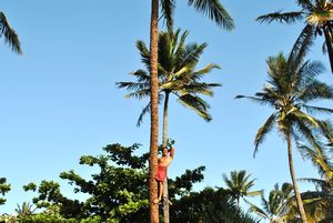 climbing a palmtree